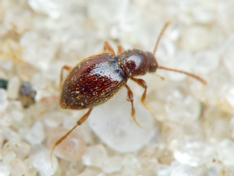 Stenichnus C.G. Thomson, 1859